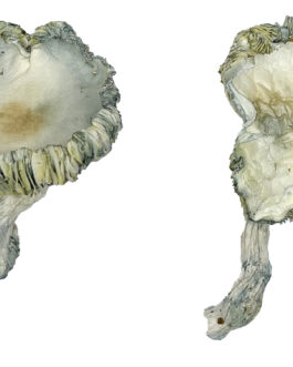 Albino Roller-Coaster Magic Mushrooms