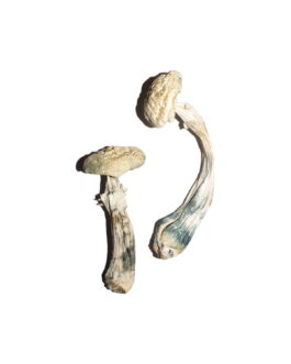 Avery’s Albino Magic Mushrooms