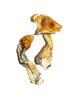 B+ Magic Mushrooms Online