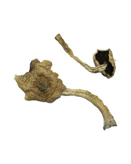 Bayou Magic Mushrooms