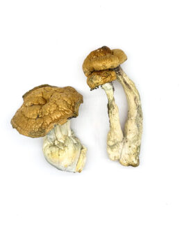 DC Mak Magic Mushrooms