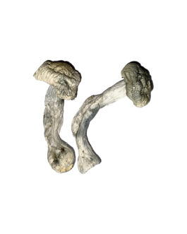 Fisher Magic Mushrooms