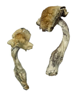 Gorlin Magic Mushrooms