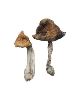 Hawaiian Magic Mushrooms