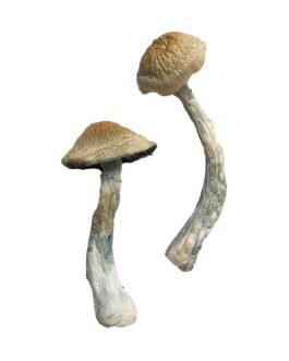 HillBilly Magic Mushrooms