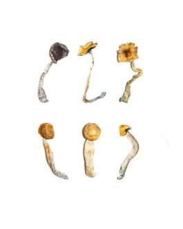 Magic Mushroom Sampler Kit / Tasting Menu
