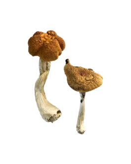 Malaysian Magic Mushrooms
