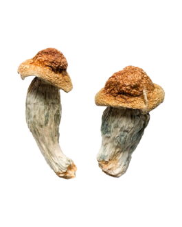 Melmc (Homestead Penis Envy) Magic Mushrooms