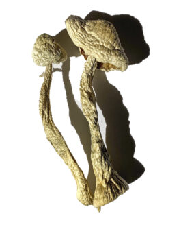 Moby Dick Magic Mushrooms