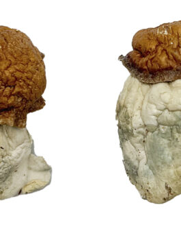 Oak Ridge Magic Mushrooms