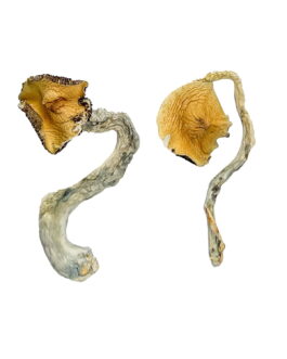 Panama Magic Mushrooms