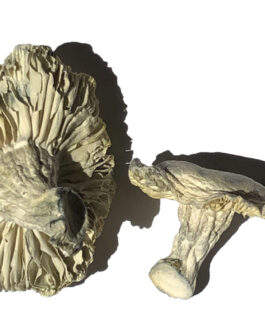 Phobos Magic Mushrooms