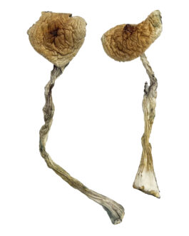 Quezon Magic Mushrooms