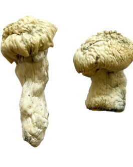 Shakti (Albino Malabar) Magic Mushrooms
