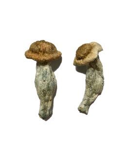 Shepherds Cut Penis Envy Magic Mushrooms