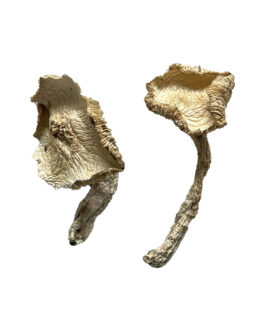 Stakz Magic Mushrooms