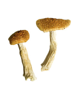 Teonanacatl Magic Mushrooms