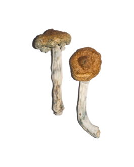 Vietnamese Magic Mushrooms
