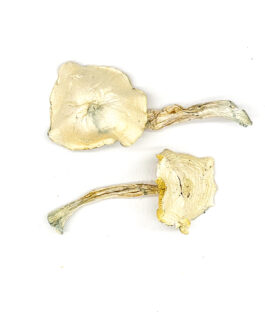 Wombat True Albino Teacher Magic Mushrooms